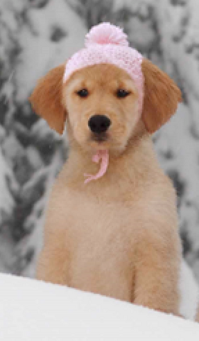 File:Rosebud.png