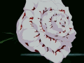 Rosa-blancaroja.gif