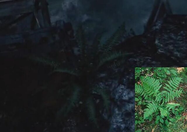 File:Evergreen wood fern.jpg
