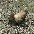 Thumbnail for version as of 12:13, September 13, 2012
