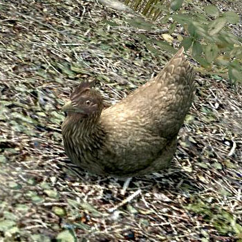 File:Chicken Little.jpg