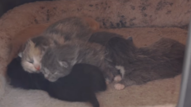 File:SixBabyKittens.png