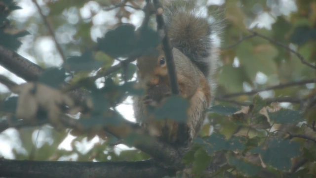 File:Vlcsnap-2013-08-20-14h15m40s78.png