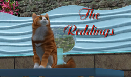 Reddings