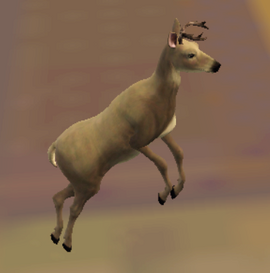 Deer snapshot