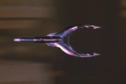 P2Urban HunterSpear Gun Tip.png