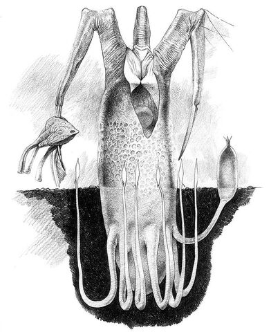 File:The Buthertree.jpeg
