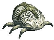 Gryllopian Brainer