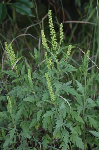 File:Ragweed.jpg