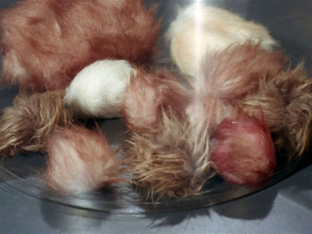 File:Tribbles.jpg