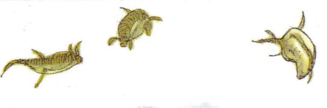 File:AcrobaticFish.jpg