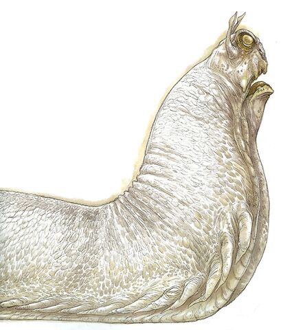 File:Swamp Slug.jpg