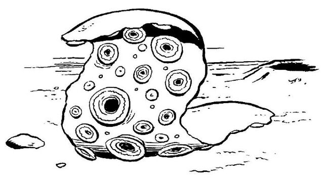 File:Rocksucker.jpg