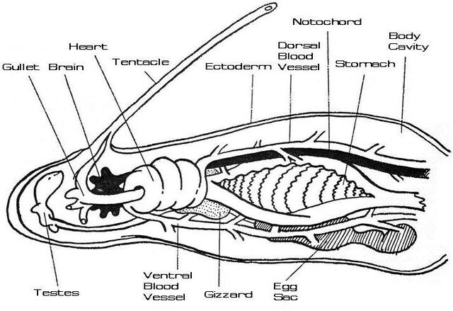 File:Regulan Bloodworm internal.jpg