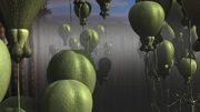 Balloonplant