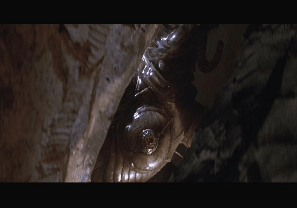 Species fast tits