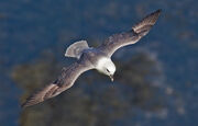 Northern-Fulmar2 cropped