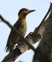 Colaptes campestris 174