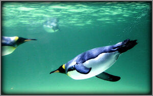 Underwater flight