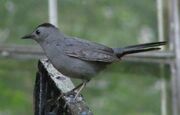 GrayCatbird