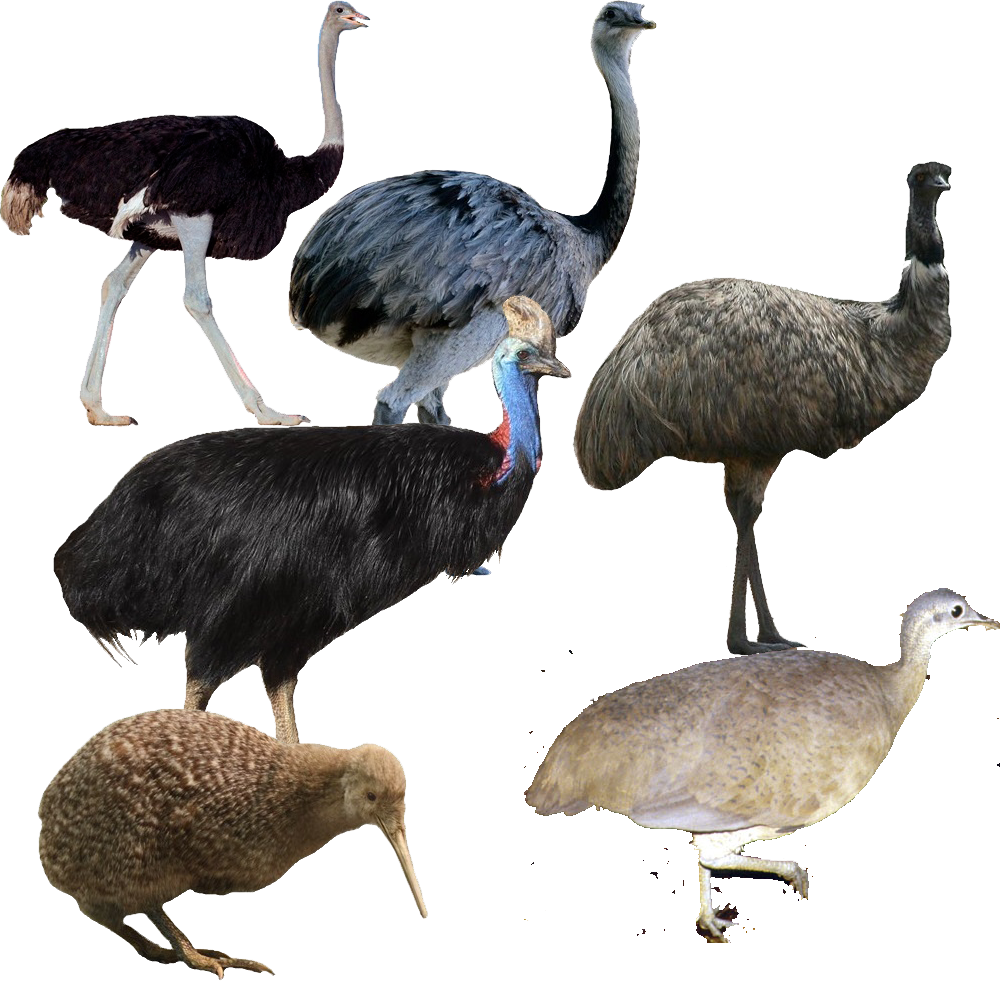 Palaeognathae