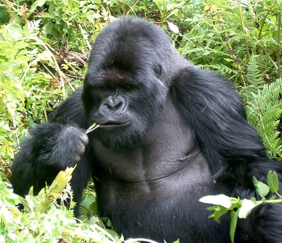 File:Gorilla.jpg