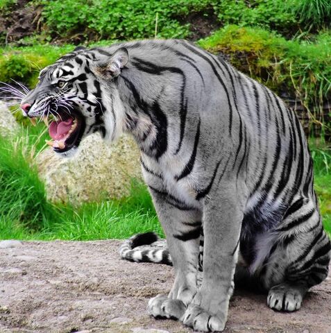 File:Maltiger.jpg