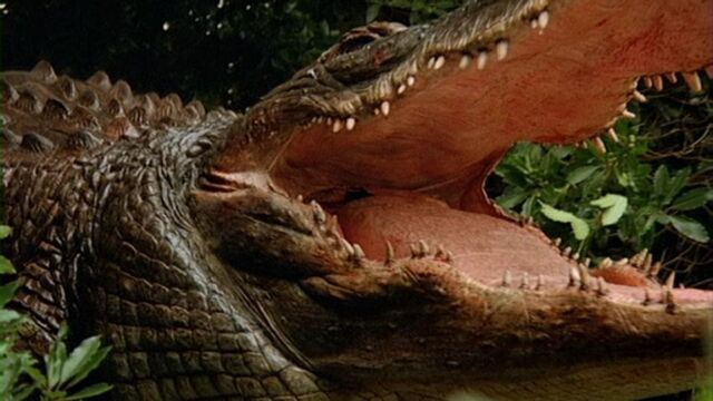 File:Alligator-alligator1.jpg
