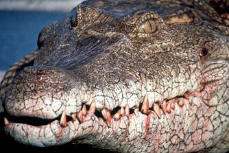 Photo-Crocodile-2000-1