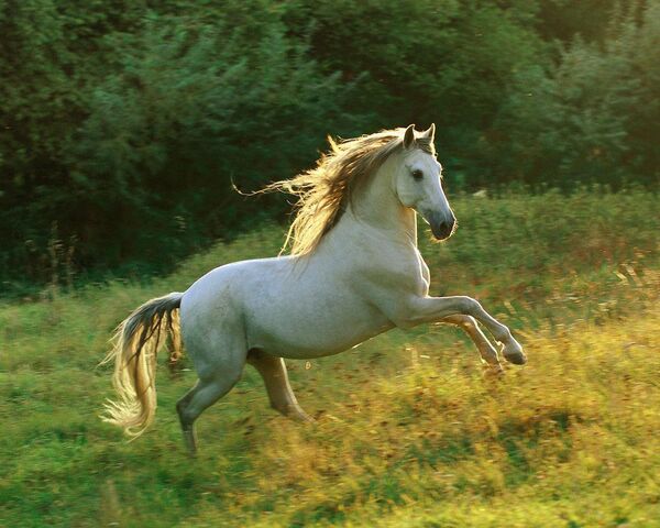 File:Andalusian horses (10).jpg