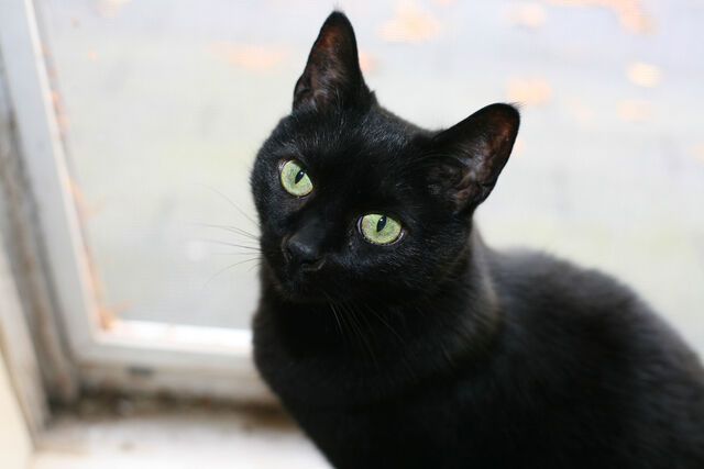 File:Cat-pictures-black-cat-473.jpg
