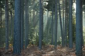 File:Cenoriar forest.jpg