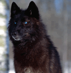 Blue-eyes-black-wolf-2