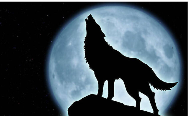 File:Wolf howling.jpg