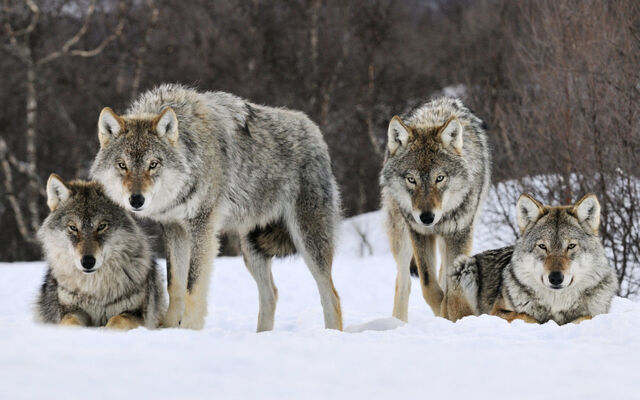 File:Gray wolves norway-wide.jpg