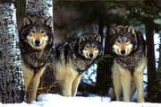 Pack wolves