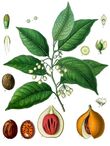 Myristica fragrans - Köhler–s Medizinal-Pflanzen-097