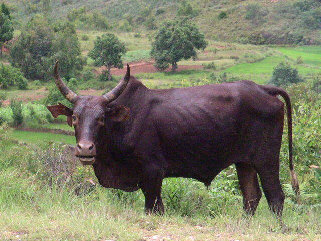 File:Zebu in Madagascar.jpg