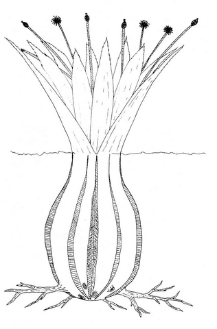 File:Resuasia permova.png