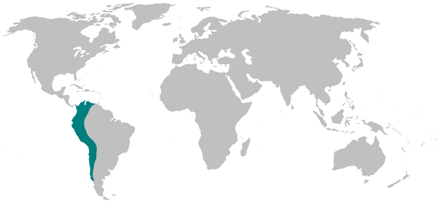 File:Inca bg.png