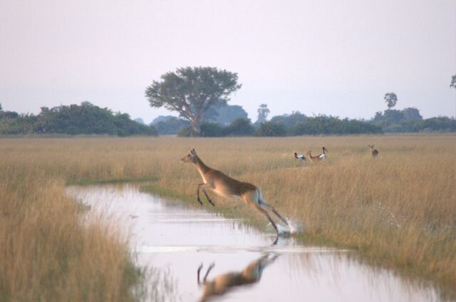 File:Flying-female-Lechwe.jpg