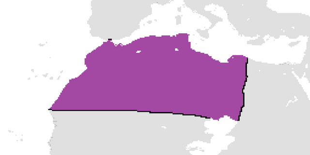 File:YellowBerberia1.png