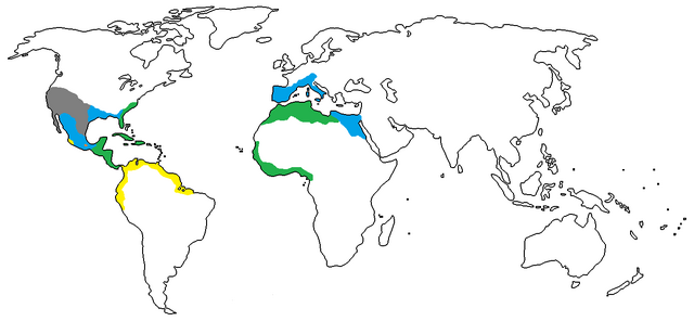 File:1650 A.D..png