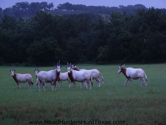 File:Scimitar oryx.jpg