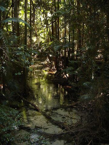 File:Fraser Island.jpg