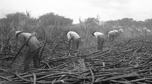 PlantationWorkers