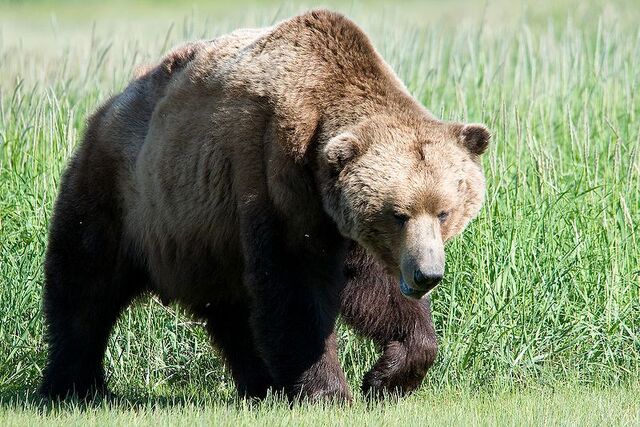 File:800px-Brown bear.jpg