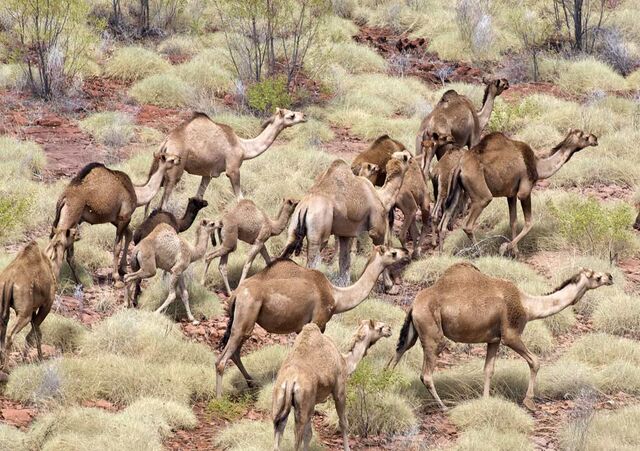 File:Camels.jpg