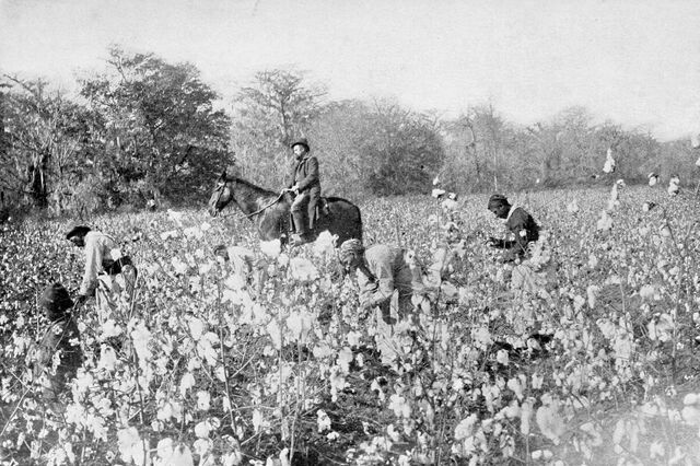 File:PSM V54 D025 Cotton field in mississippi.jpg