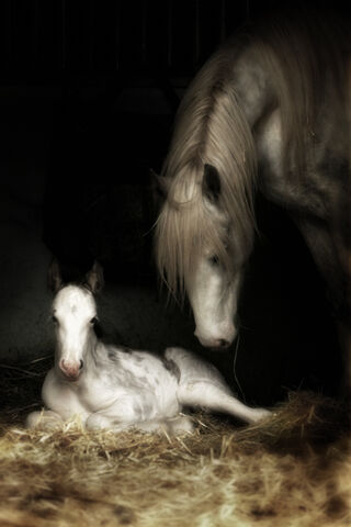 File:Gypsy Horse.jpg